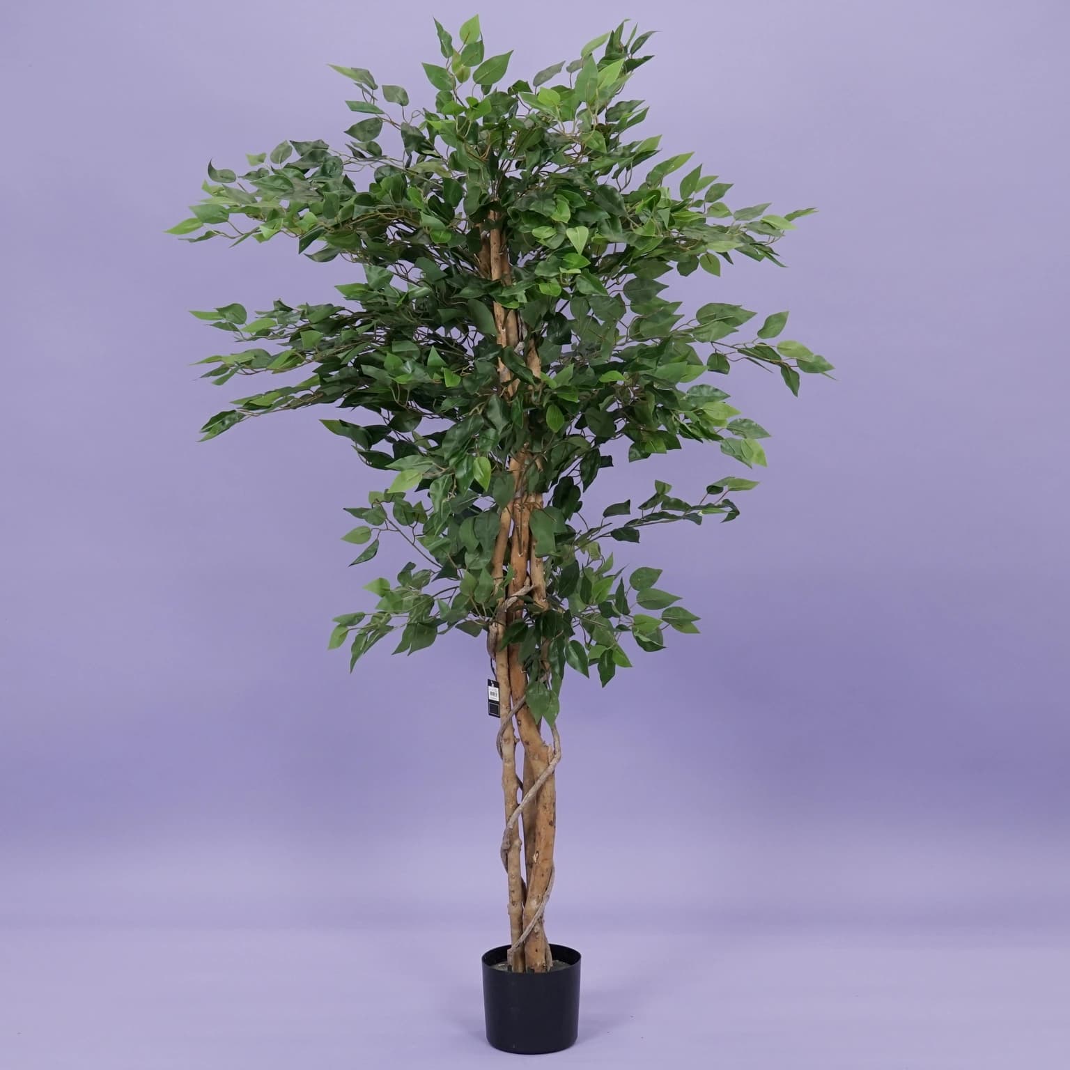 Ficus benjamina i/pot h180cm groen