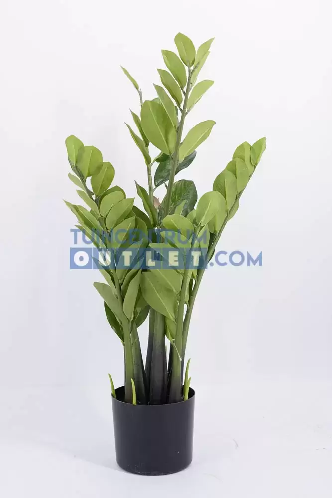 Zamioculcas h80cm